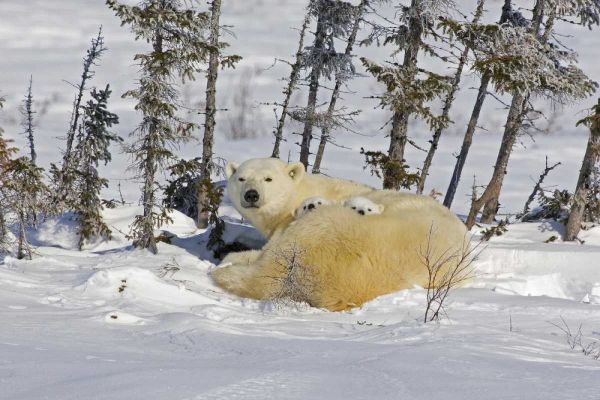 Canada, Wapusk NP Polar bear cubs and mother